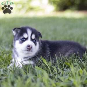 Siena, Siberian Husky Puppy